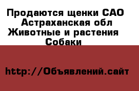 Продаются щенки САО - Астраханская обл. Животные и растения » Собаки   